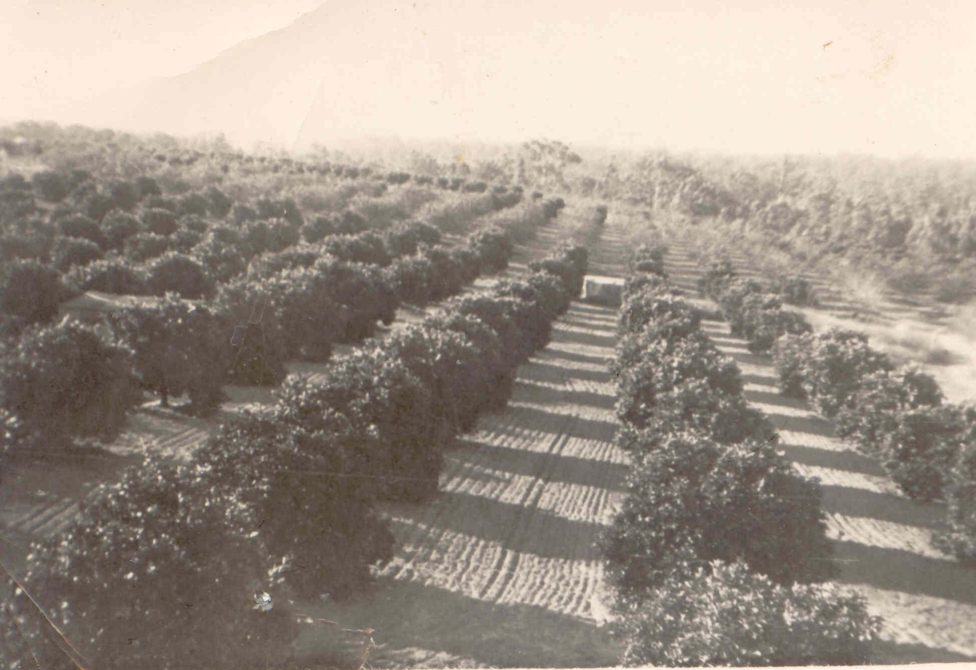 Brucehaven orchard 1940s
